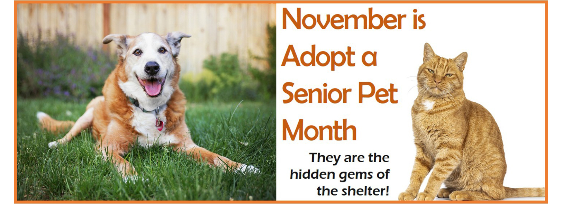 Picture of older dog in grass, picture of older cat